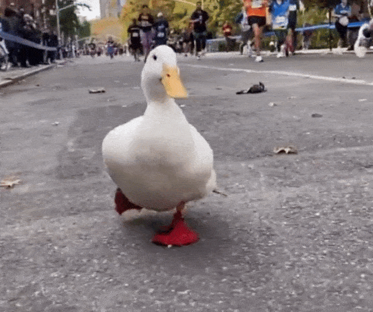 뉴욕의 붙임성 좋은 오리 VIDEO: Cute Duck Runs in the New York City Marathon With Her Own Custom Duck Shoes