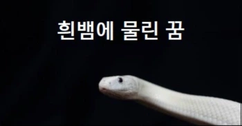 흰색뱀꿈 흰뱀에 물린 꿈 흰뱀이 집안에 들어온 꿈 해몽