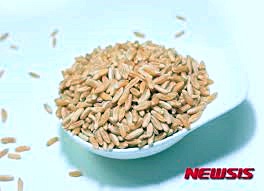 카무트 효능 쌀 가격 판매처 먹는법