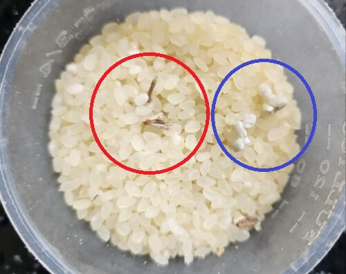 쌀벌레 화랑곡나방이 생기는 이유, 퇴치 제거방법 및 쌀벌레 생긴 쌀은?