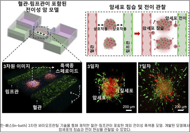 POSTECH·부산대,  3D 바이오프린팅 기술 이용 인공 암 모델 개발...맞춤형 치료 실현