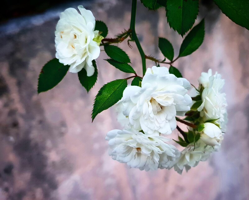 정원 장미꽃 하얀 꽃 작은 꽃봉오리