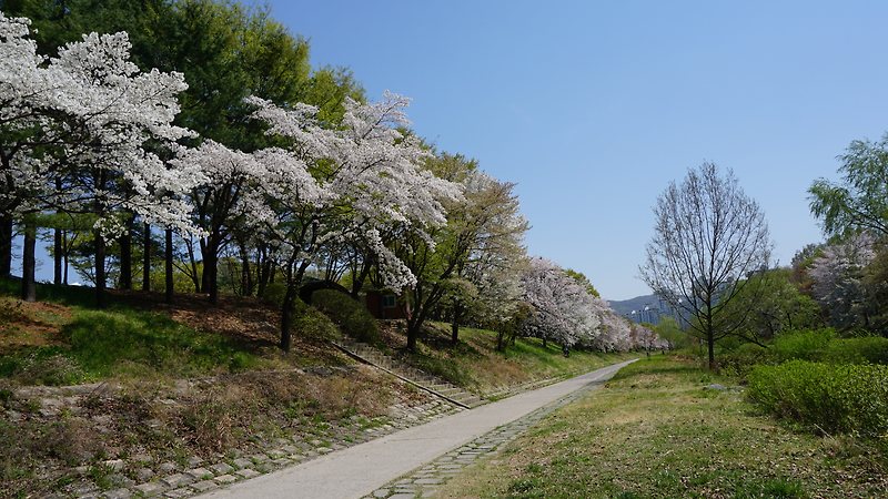 경기도 분당에 있는 중앙 공원 벚꽃 나들이 여행
