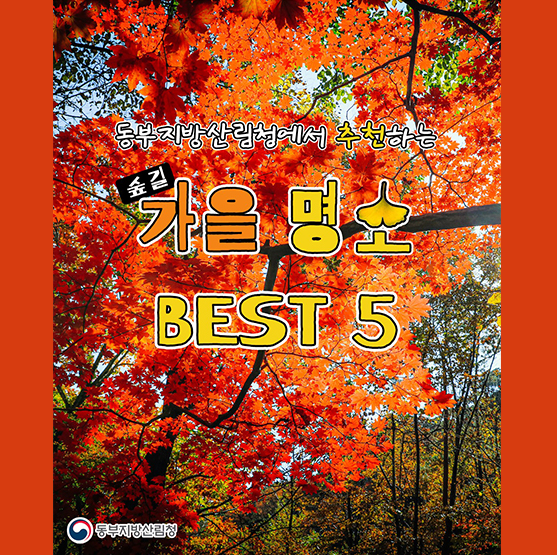 가을을 느끼러 떠나보는 가을명소 BEST 5(선자령, 삼천 모정탑길, 민둥산, 설악산 주전골, 베틀바위 산성길)_ 산림청