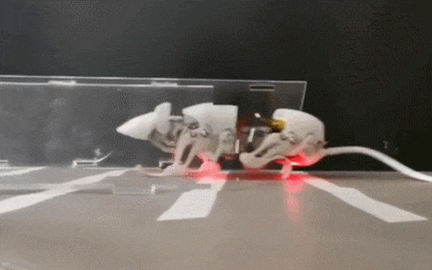 로봇 쥐 개발...수색과 구조 임무 유용  VIDEO: Robot rats could be used to conduct searches at disaster sites