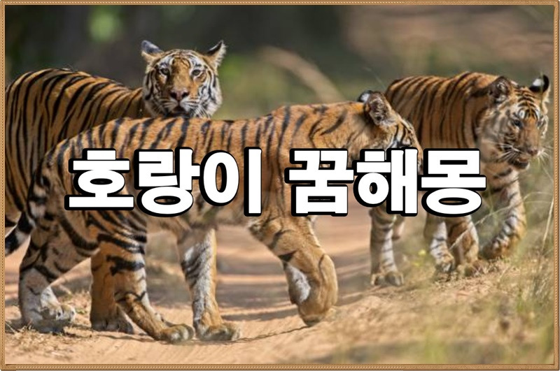 호랑이꿈해몽, 새끼호랑이 꿈해몽