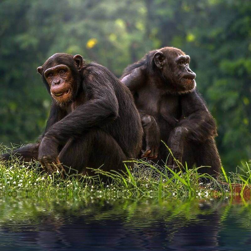 제인구달 박사, 침팬지 대모로 산 나의 삶