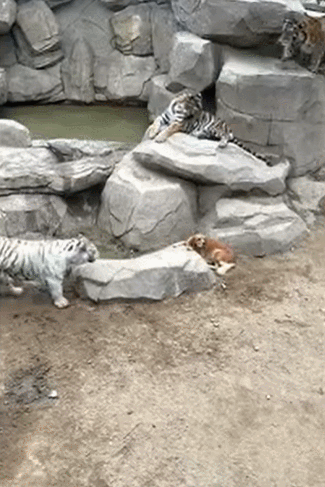 호랑이 굴에 들어간 리트리버...어떻게 됐을까 VIDEO:Tigers spotted playing with Labrador Retriever 'mum' in Chinese zoo