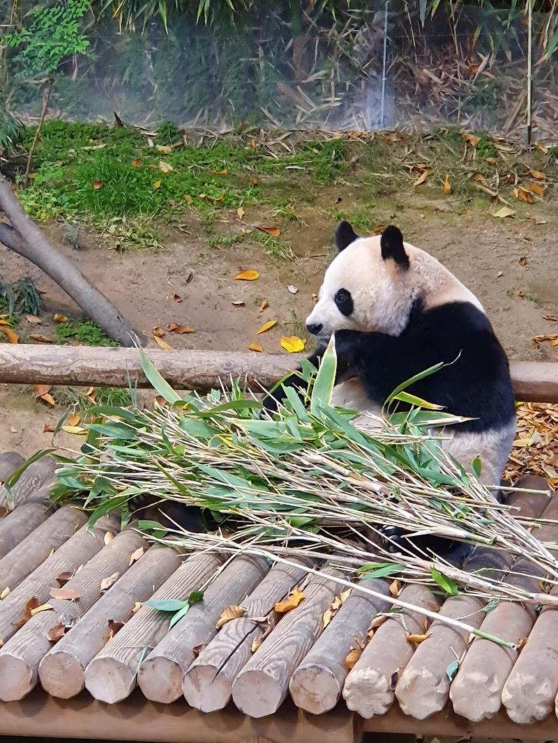 [용인/애버랜드] 팬더월드에 팬더 보러 왔어요 - 아이바오 푸바오