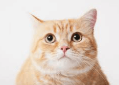 고양이 당뇨 증상, 어떤 것들이 있을까?