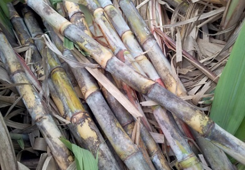 쿠바 사탕수수 폴리코사놀의 효능