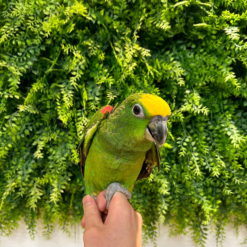 매력적인 옐로우 크라운 아마존 앵무새 : 아름다움과 지능의 조화