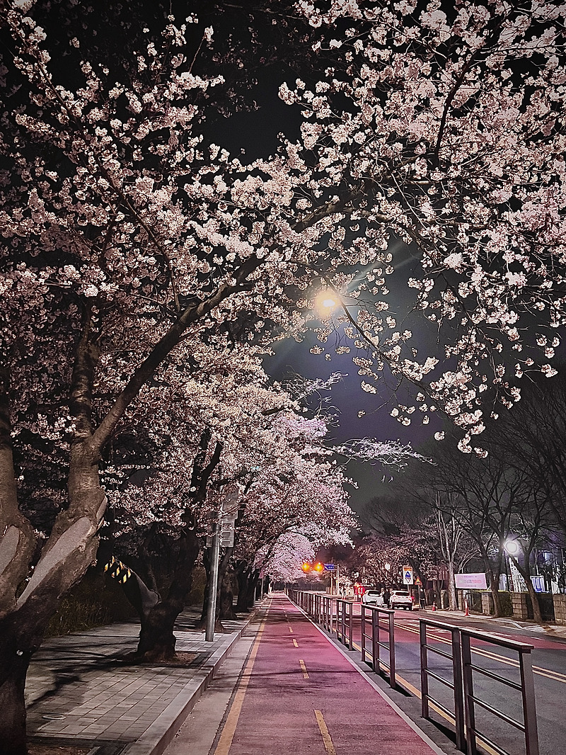 [ 여의도 ] 서울 밤 벚꽃놀이