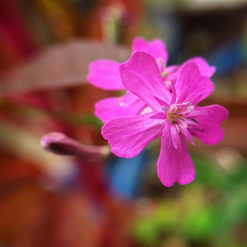 큰 꽃잎 안에 작은 꽃잎 자주빛 분홍꽃