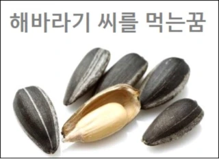 해바라기 꿈해몽 해바라기 씨를 먹는꿈 해바라기 받는 꿈