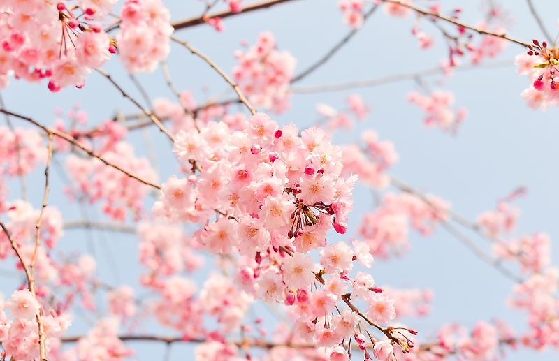 봄의 첫 번째 메시지, 벚꽃 개화 시기와 최고의 사진 찍기 좋은 장소 추천!