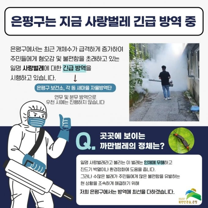 러브버그, 은평구 대량 발생