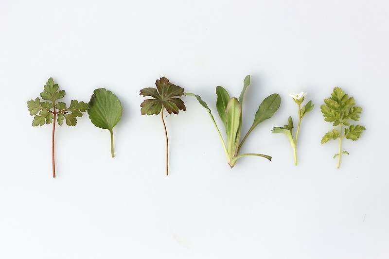 약초 요법의 힘, 치유와 건강을 위한 6가지 천연 식물