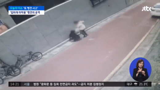 (움짤)로트와일러 소형견 물어 죽인 사건 논란