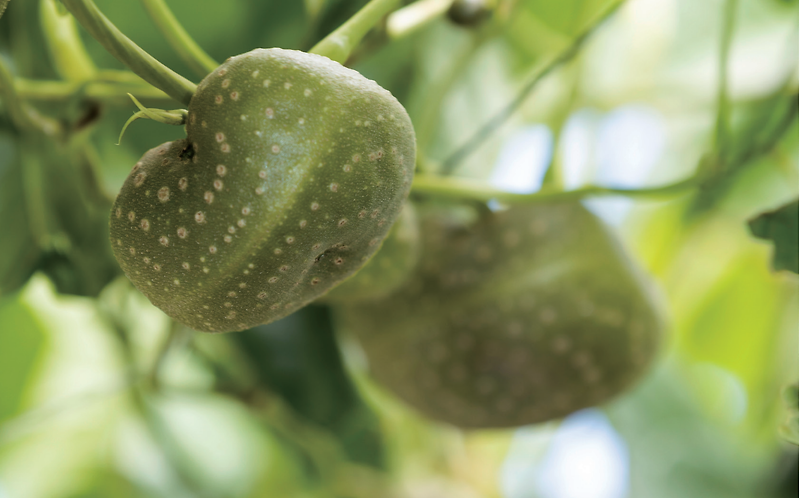 하늘마 열매마 재배법 심는시기 방법