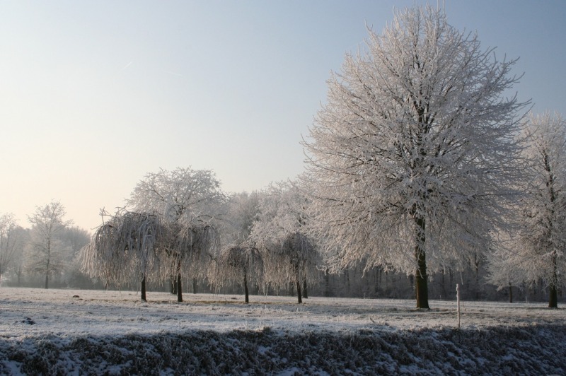 눈 덮인 풍경을 변화시키는 겨울에 추천하는 조경수 나무 7가지