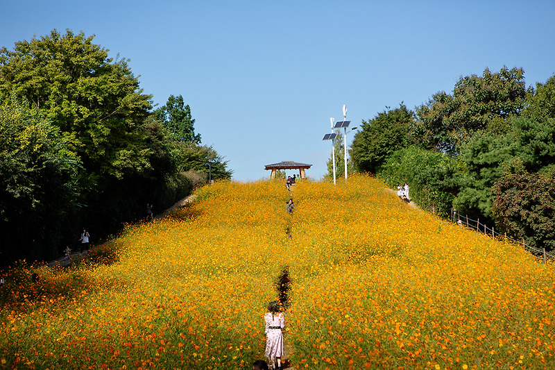 서울 나들이 올림픽공원 들꽃마루 코스모스 노랑코스모스 여행