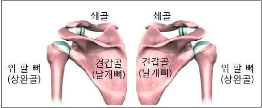 오십견인 줄 알았더니 아니라고? ... 어깨 통증의 종류와  치료법