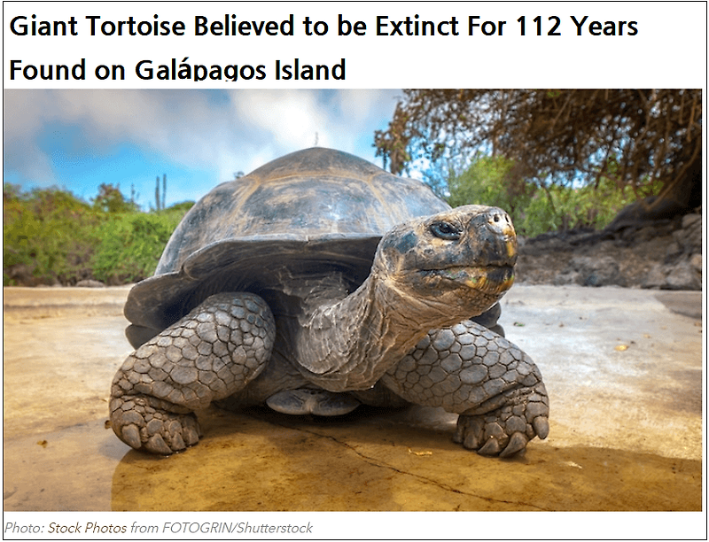 역대 최고 '슈퍼 한우'나왔다  ㅣ멸종 페르난디나 자이언트 거북, 100년만 갈라파고스에서 발견 Giant Tortoise Believed to be Extinct For 112 Years Found on Galápagos Island