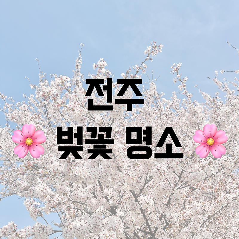 [전라북도 전주] 벚꽃 명소 / 천변 / 드라이브 코스 