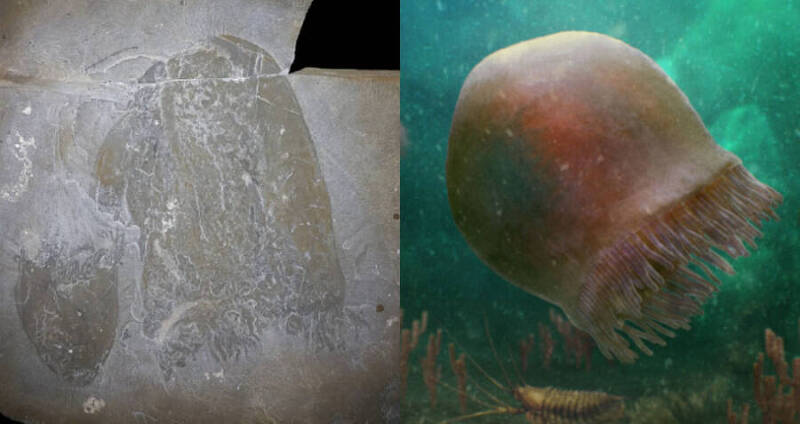 5억년 된 해파리 콜라겐...'장기 대체' 획기적인 바이오 소재 부각 500-million-year-old jellyfish collagen could be key to lab grown organs