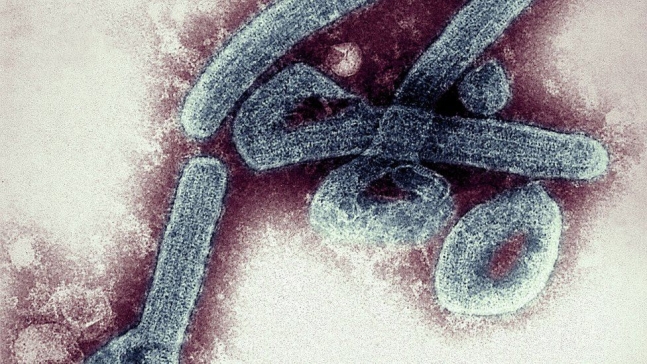 마르부르크 바이러스, 서아프리카에서 첫 발병