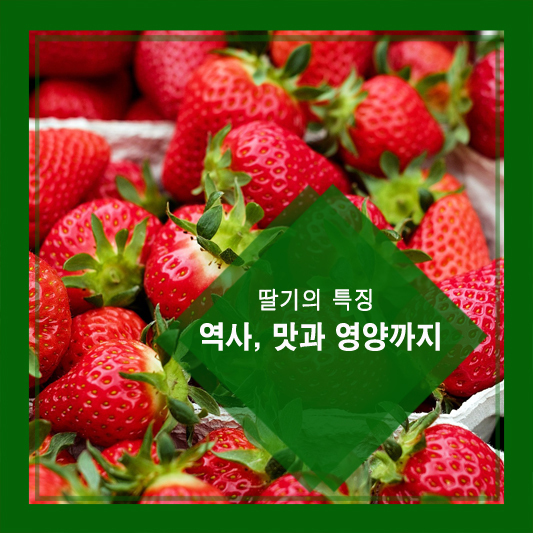 딸기의 특징, 역사, 맛과 영양까지