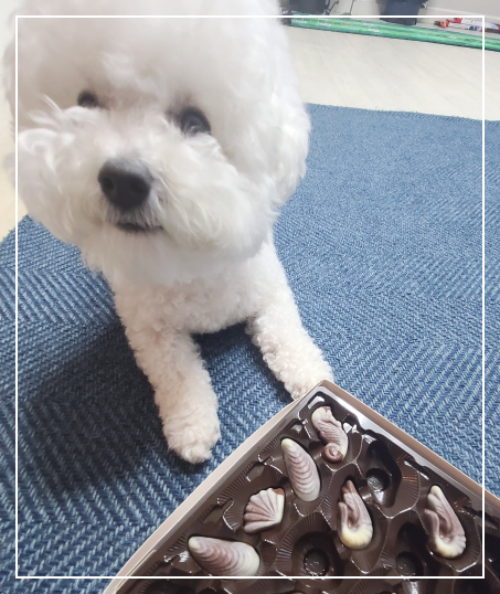 강아지가 초콜릿을 먹었다면?