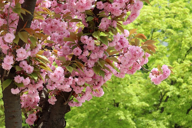 국내 겹벚꽃의명소 5곳 벚꽃 과는 또다른 봄의색상