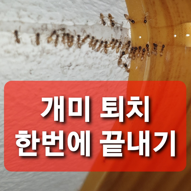 개미 퇴치제 여왕개미약 추천 맥스포스 퀀텀 효과 후기