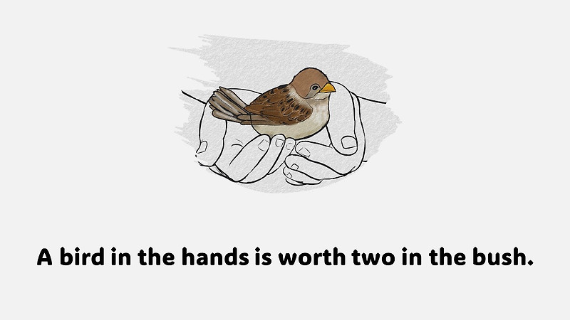 새, 조류(Bird)에 대한 영어 명언 및 속담 모음