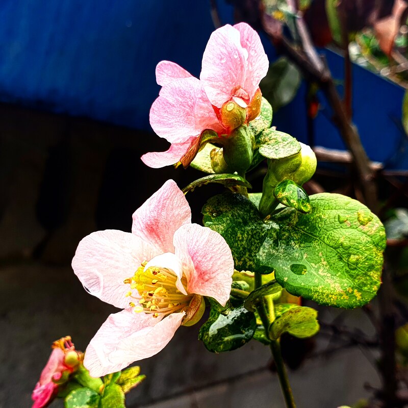 뭔가 울퉁불퉁한 열매가 맺히는 분홍꽃