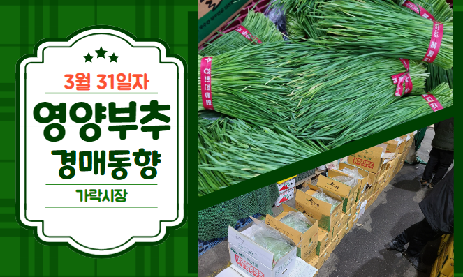 [경매사 일일보고] 3월 31일자 가락시장 영양부추 경매동향을 살펴보겠습니다!