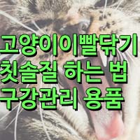 고양이 칫솔질 하는법/고양이 치석, 치주염/ 발치
