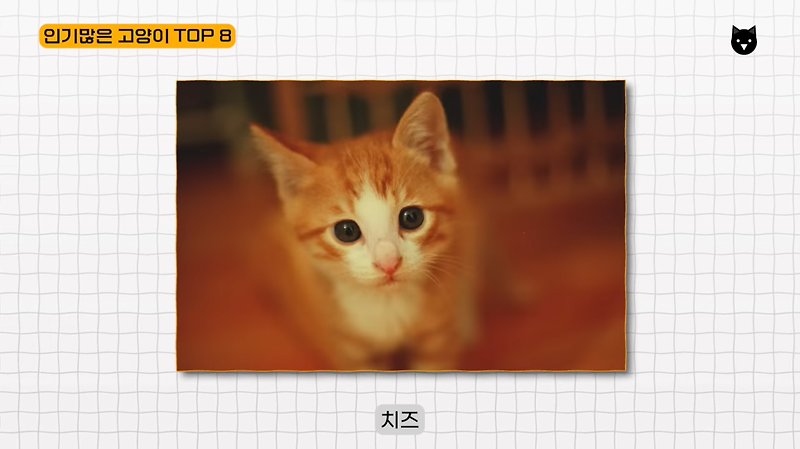 한국에서 가장 인기 많은 반려묘 고양이 품종 TOP 8