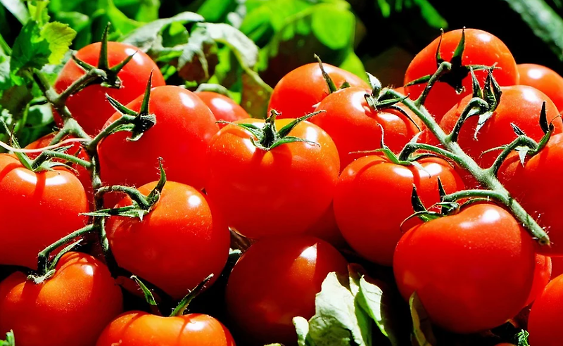 토마토 효능 및 효과적인 섭취 방법, 주의사항은? (방울토마토와 영양 비교)