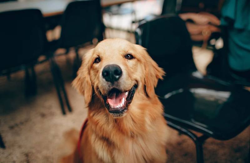 강아지 헥헥거림 이유와 대처방법