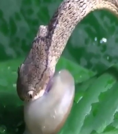 VIDEO: Snake attacks Snail and then surprise. l Big fish, drop it back to the ocean