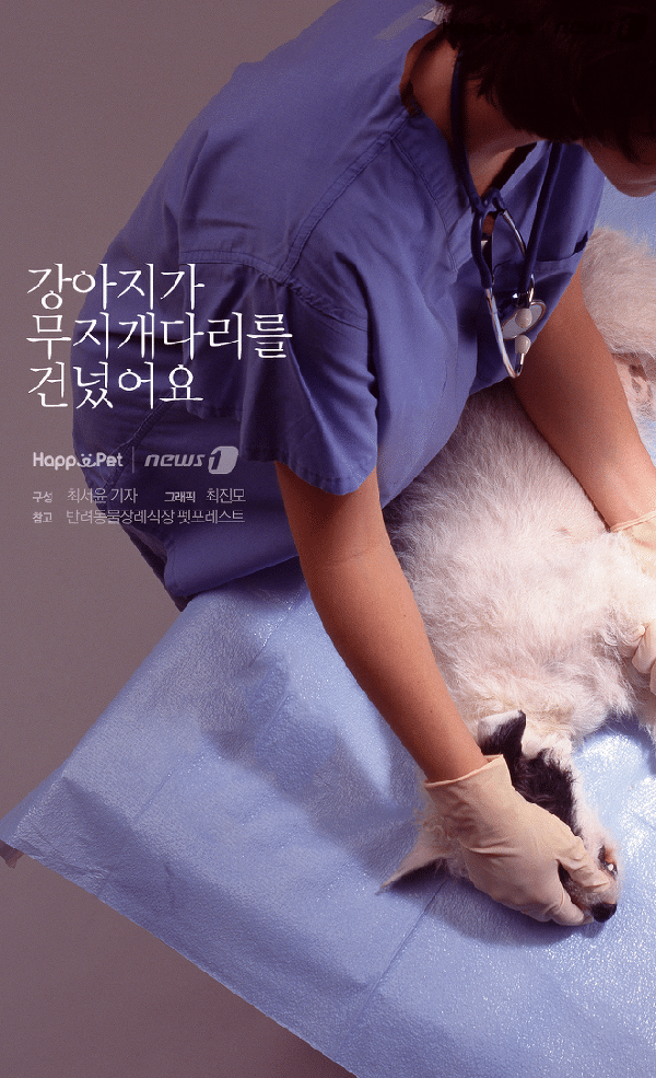 강아지가 무지개 다리를 건넜어요 (feat. 반려동물 장례)
