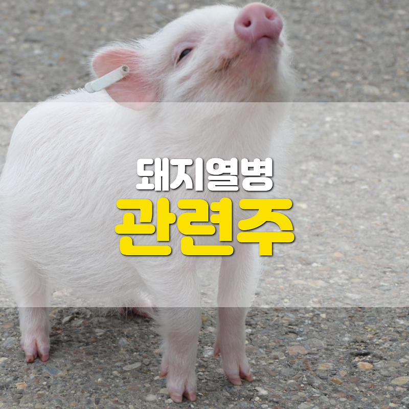 돼지열병 관련주 대장은 백신 개발회사가