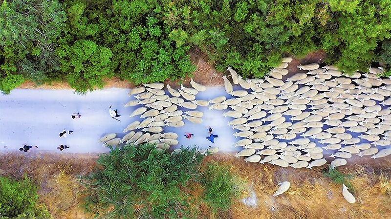 마치 그림 같은 양떼들의 대이동 VIDEO: this drone footage captures sheep herding patterns from above