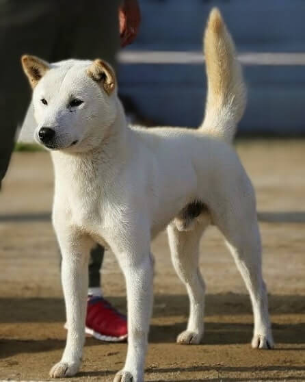 지금 세계는 진돗개 열풍! Korean Jindo Dog Fever!