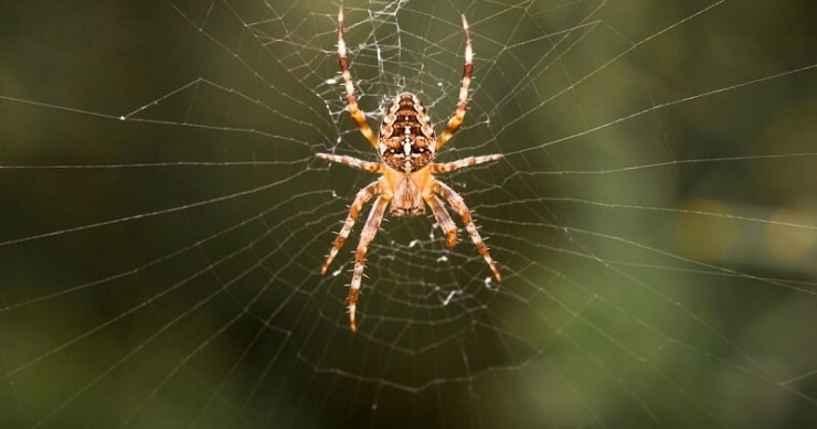 인간 거미와 대화할 수 있다  l 차세대 살아있는 로봇 Humans could soon talk with spiders as scientists turn web patterns into sounds l Scientists Create the Next Generation of Living Robots