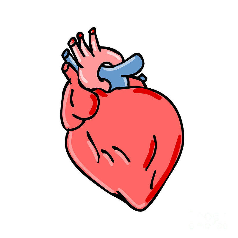 급성 심근경색증 : 심근경색증 정의, 심근경색증 원인, 혈전, 동맥경화, 심근경색증 증상, 왼쪽 가슴 통증, 가운데 가슴 통증