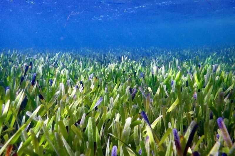 한 개체가 여의도 70배, 호주 해안 잘피밭은 지구 최대 식물